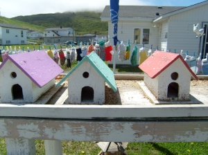 Lucky birds in Trout Brook, Gros Morne